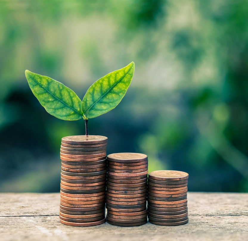 Jeune pousse sur des piles de pièces de monnaie, symbole d’économies